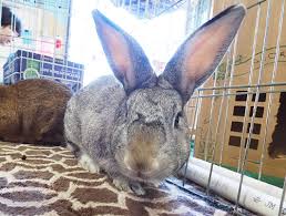 You can never be too cautious with rabbits my rabbit isn't eating. San Diego House Rabbit Society
