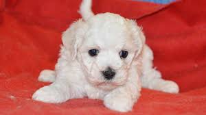 Check spelling or type a new query. Bolognese Dog Price Temperament Life Span