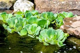Image result for Pistia
