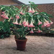 Pink Angel's Trumpet