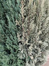Image result for thuja drying out dead dried symptoms)