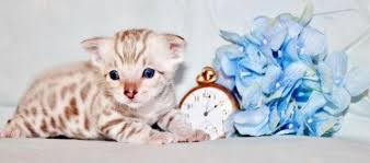 Explore 92 listings for pedigree bengal kittens for sale at best prices. Beautiful Snow Bengal Kittens For Sale In Portland Oregon Classified Americanlisted Com