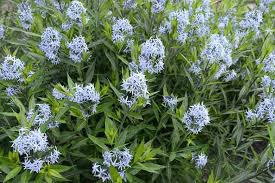 Arkansas blue star is a magnificent choice for the sunny border. Amsonia Tabernaemontana Blue Star