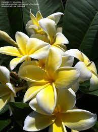 Plumeria Thornton S Lemon Drop Pretty Flowers Flowers Plumeria