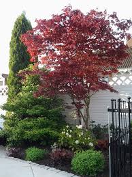 Facherahorn Garten Haus Baume Garten Ideen