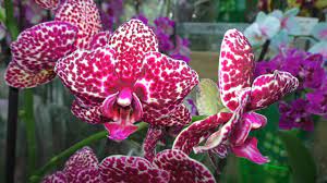 Орхидея Ягуар: требования к условиям выращивания