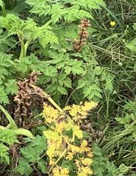 Image result for Cassytha pondoensis