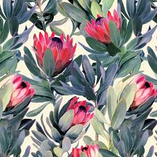 Image result for Protea micans