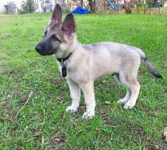 This page was last updated on. German Shepherd Puppy Silver Sable At 2 Months Gsd Germanshepherd Silver Sable Black German Shepherd Puppies Shepherd Puppies German Shepherd Colors