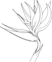 Bird Of Paradise Drawing Funny Oiseau De Paradis Coloriage In 2020 Bird Of Paradise Tattoo Vogel Zeichnen Pflanzenzeichnung