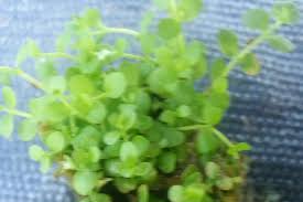 The beautiful creeping monte carlo carpet plant can grow up to 2 inches. Micranthemum Monte Carlo 20 Stems Planted Aquarium Nature Aquarium Bonsai Tree