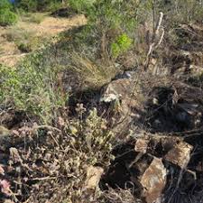 Image result for Coleus cylindraceus