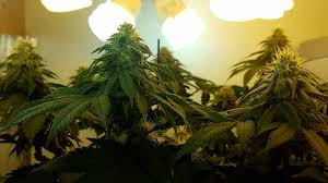 And more importantly, will they flower them? Household Led Bulb Lights Ventilation I Love Growing Marijuana Forum By Robert Bergman