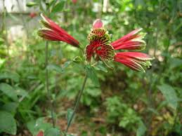 Image result for Alstroemeria pulchella