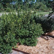 Image result for Myrica kandtiana