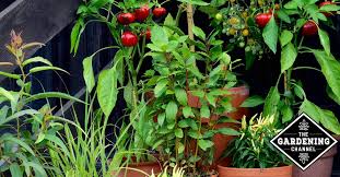 Maybe you would like to learn more about one of these? Hot Or Sweet You Can Grow Peppers In Containers Gardening Channel