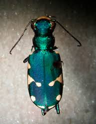 Image result for Blotiella natalensis