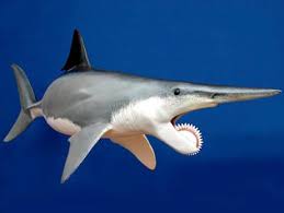 Evolution Of Sharks Prehistoric Animals Shark Ocean Animals