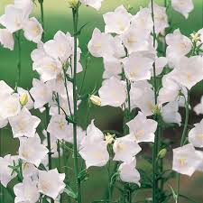 Image result for Pupalia grandiflora