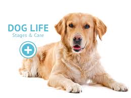 Veterinarians in Apex, NC: Harmony Animal Hospital