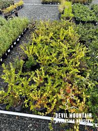 Image result for Carissa tetramera