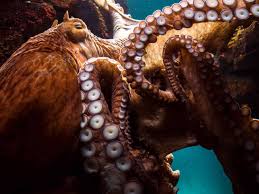Giant Pacific Octopus - OctoNation ...