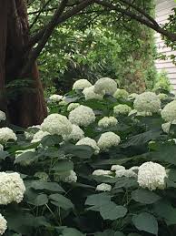By far the greatest species diversity is in eastern asia, notably china, korea, and japan. Ask A Question Forum Shade Hydrangea Garden Org
