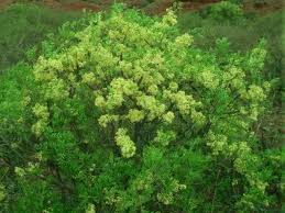 Image result for Ptaeroxylon obliquum