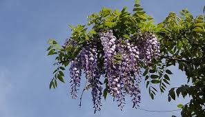 Its blooms do not occur at any specific time but happen at any moment from summer to the winter months. Top 10 Invasive Plants That Harm Our Urban Forest Trees Atlanta