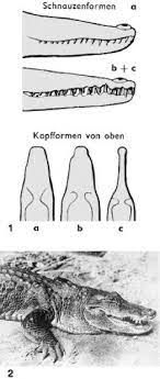 Krokodile Lexikon Der Biologie