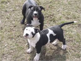 Pitbulls are highly sociable breed: Puppies For Sale Near Me Pitbull