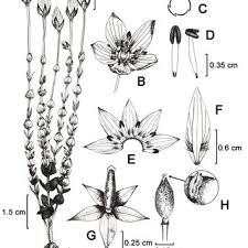 Image result for Swertia tetrandra