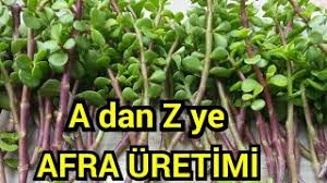 Aloe vera dikimi gibi bir çok soruyu bulabileceğiniz videom. Para Cicegi Geldbaum Crassula Ovata Para Agaci Para Para Agaci Cicegi Bolluk Bereket