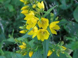 Image result for Primulaceae