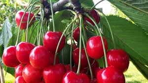 Epingle Sur Tout Pour La Maison Deco Jardin Plantes D Interieur Etc