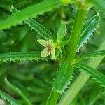 Image result for Galium chloroionanthum