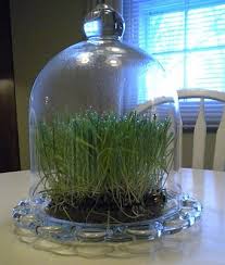 This Is Cat Grass Growing Under A Terrarium Reminder From This Post To Get Things Growing Now Go Buy Some Bagged Charcoal Bottle Garden Cat Grass Plants