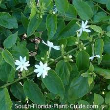 Image result for Jasminum schimperi