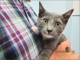 Mt Mansfield Animal Hospital Adoptions Mt Mansfield Animal Hospital