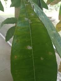 Such white spots happen when spider mites attack your mint leaves. Ask A Question Forum Tiny White Spots On Plant Garden Org