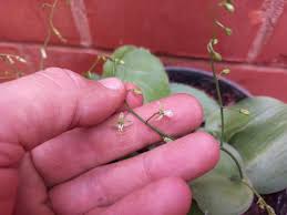 Image result for Chlorophytum perfoliatum