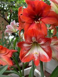 Pin By Yevo On Plantas Amaryllis Plants Beauty