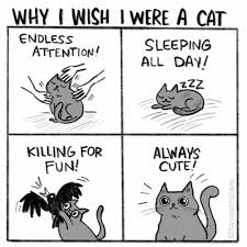 Why I Wish I Were A Cat Hannah Hillam Illustration Cute Cat Memes Funny Cat Memes Cat Memes