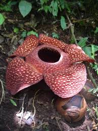 Rafflesia Arnoldii Jungle Tuin Weird Plants Unusual Plants Strange Flowers