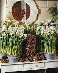 Common Ground The Magic Of Paperwhites Paperwhites Daffodil Bulbs Christmas Entry