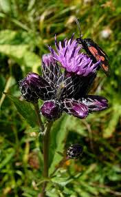 Image result for Nicolasia coronata