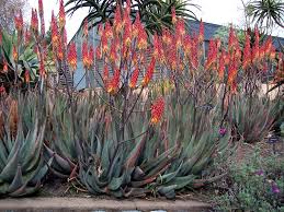 Image result for Aloe aculeata × excelsa