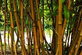 Examine the trench carefully to make sure you've cut through all of the rhizomes joining the two sections of bamboo. Is Planting Bamboo In Your Yard Always A Bad Idea Quora