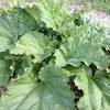 Although the concentration of toxic substances in the leaves vary the results may indicate increased chemical values in the kidneys due to the impact of the toxin. Https Encrypted Tbn0 Gstatic Com Images Q Tbn And9gcsjv0 M0l 2hruyp5qbg07ukkrnhou3bdrglo1z9t6ci0f4jpxx Usqp Cau