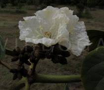 Image result for Cordia africana